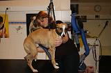 SECHAGE - WHIPPET 077